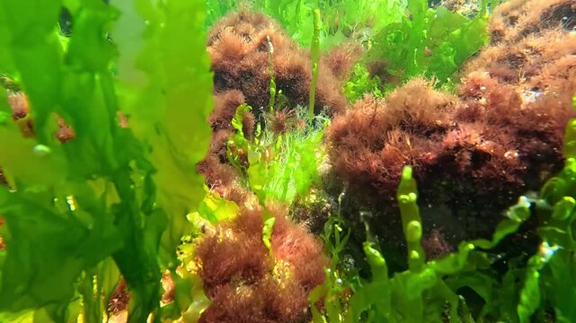 Underwater view of red and green algae that grow on rocks near the shore