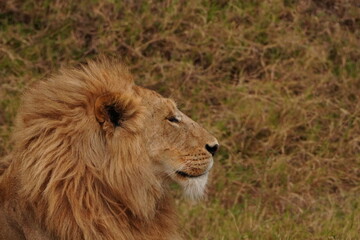 Big male adult lion in high grass