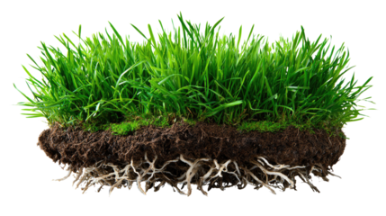 A patch of grass with Roots: An eye-level shot features a patch of vibrant green grass, still attached to the dark, rich soil, exposing its intricate root system. A symbolic depiction of growth.