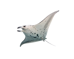Majestic Manta Ray PNG Transparent Background
