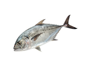 Raw silver trevally fish isolated from the ocean with a png transparent background