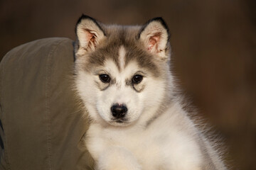 Close-up portrait of an adorable Alaskan Malamute puppy with fluffy fur and curious eyes outdoors.