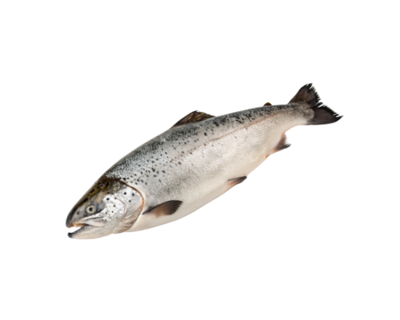 Salmon PNG Transparent Background High-Quality Seafood Image