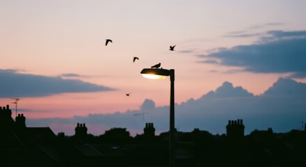 Tranquil sunset silhouette with birds and streetlight in urban setting