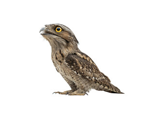 Tawny Frogmouth Bird png transparent background, Australian nightjar portrait