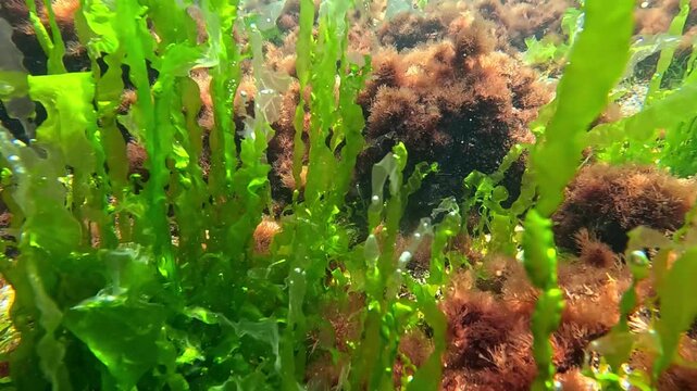 Underwater view of red and green algae that grow on rocks near the shore