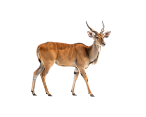 Majestic Eland Antelope standing gracefully with elegant horns, presented on a png transparent background for diverse design projects