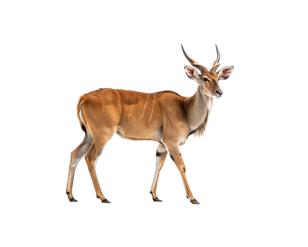Majestic Eland Antelope standing gracefully with elegant horns, presented on a png transparent background for diverse design projects