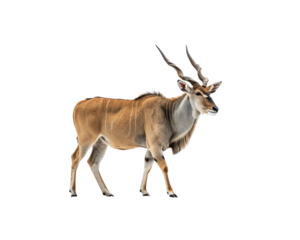 Eland Antelope in Profile png transparent background - An African Antelope Species