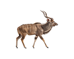 Magnificent African Kudu Antelope with Impressive Spiral Horns Isolated on a Clean PNG Transparent Background