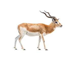 Fototapeta premium Majestic wild Gaur, the Indian bison, standing powerfully on an isolated white background