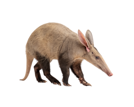 Aardvark PNG Transparent Background High-Quality Image
