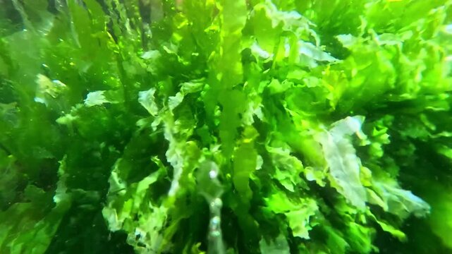 Green algae Enteromorpha (Ulva) intestinalis on stones near the shore in the Black Sea