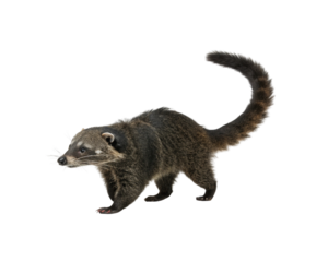 Coati walking with a png transparent background, animal of the raccoon family