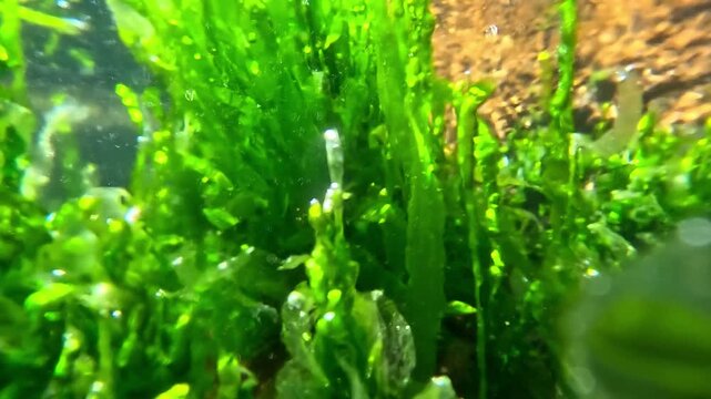 Green algae Enteromorpha (Ulva) intestinalis on stones near the shore in the Black Sea