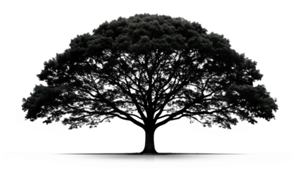 Dark Silhouette of a Large Tree with Dense Foliage on Transparent Background