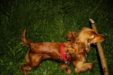 golden cocker spaniel, dog carries large stick in its teeth, plays, cheerful face, on a walk at...
