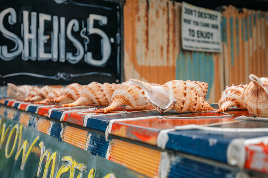 Conch shells for sale at small roadside stall