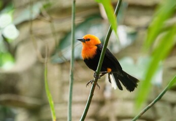 Contents hide
(Top)
Description
Gallery
References
External links
Scarlet-headed blackbird