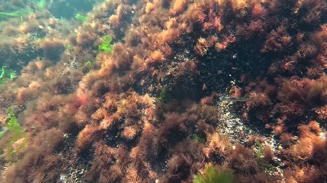Underwater landscape, red and green algae grow on rocks near the shore