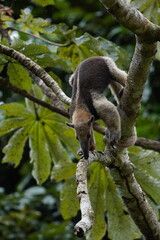 Fototapeta premium Anteater in the Corcovado Nationalpark, Costa Rica