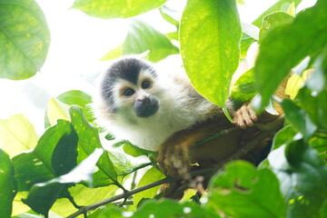 Spider Monkey from the Corcovado Nationalpark, Costa Rica