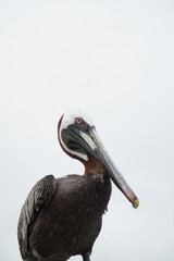 Galapagos Pelican in a scenery side profile