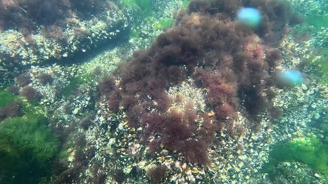 Underwater landscape, red and green algae grow on rocks near the shore