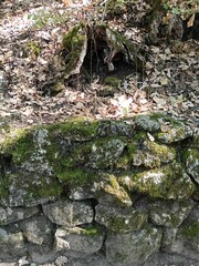 moss on stone