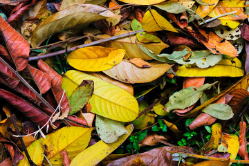 autumn leaves background
