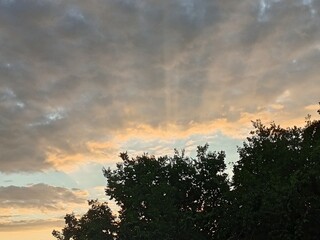 sunset in the forest