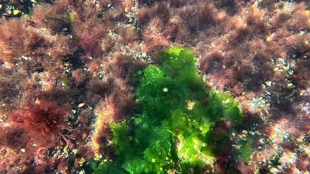 Underwater view of red and green algae that grow on rocks near the shore
