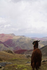 Rainbow Mountain Vinicunca in Peru with an Alpaca
