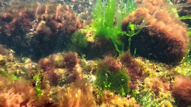 Underwater view of red and green algae that grow on rocks near the shore