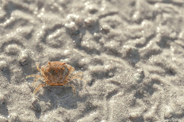 Small Crab on Wet Sand – Marine Wildlife Close-Up