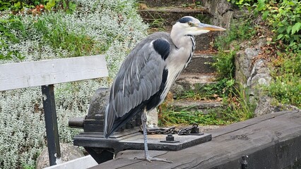 Sweden. The grey heron (Ardea cinerea) is a long-legged wading bird of the heron family, Ardeidae,...