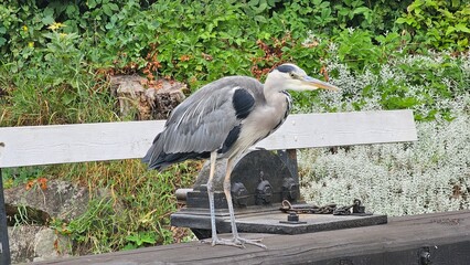 Sweden. The grey heron (Ardea cinerea) is a long-legged wading bird of the heron family, Ardeidae,...
