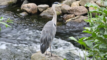 Sweden. The grey heron (Ardea cinerea) is a long-legged wading bird of the heron family, Ardeidae,...