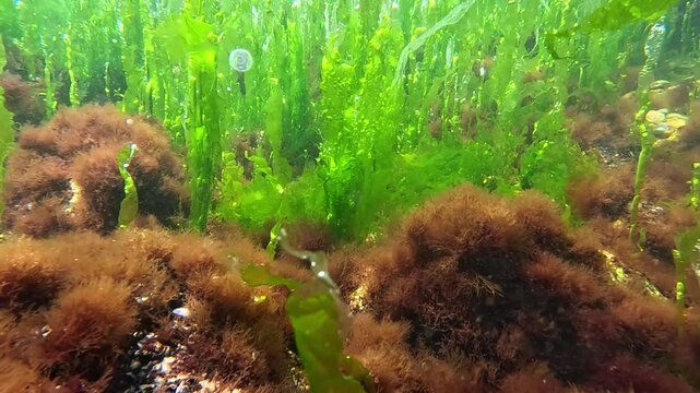 Underwater view of red and green algae that grow on rocks near the shore