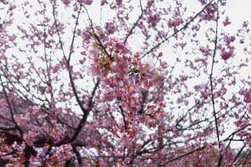 pink cherry blossoms