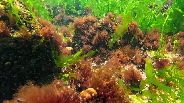 Underwater view of red and green algae that grow on rocks near the shore