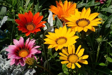 Fototapeta premium Gazania flowers of different colors blooming in garden in summer, close up