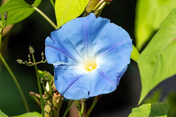 Ipomoea purpurea 'Heavenly Blue' a summer flowering climber plant with a blue tricolour summertime flower commonly known as Morning Glory, gardening stock photo image
