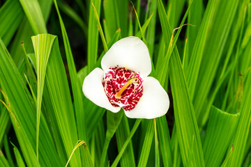 Trigridia pavonia, 'Alba' a summer autumn fall bulbous perennial flowering plant with a white summertime flower commonly known as Tiger Flower or Peacock Flower, gardening stock photo 