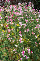 Lathyrus odoratus 'Painted Lady' a summer flowering plant with a pink and white summertime flower commonly known as sweet pea, gardening stock photo image