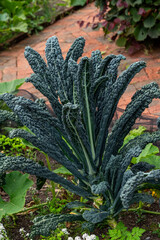 Brassica oleracea 'Black Magic' kale vegetable grown for its fresh nutrition food health benefits, allotment gardening stock photo image