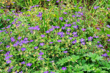 Geranium wlassovianum a summer flowering plant with a pink purple summertime flower which open from June to September which is commonly known as cranesbill, gardening stock photo