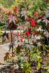 Ricinus communis 'Gibsonii' a poisonous summer flowering plant with a small yellow summertime flower and spiky red seed capsules, commonly known as Castor Oil Plant, gardening stock photo