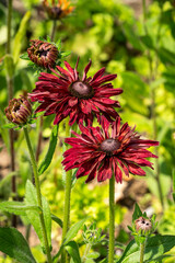 Rudbeckia hirta 'Sahara' a yellow orange red herbaceous perennial summer autumn flower plant commonly known as Black Eyed Susan or Coneflower, gardening stock photo image