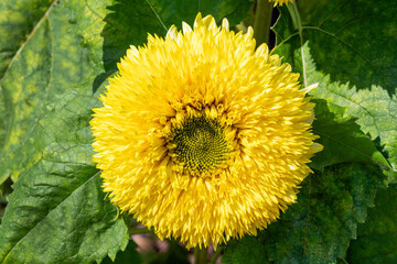 Helianthus annuus 'Gummy Bear' a summer double fluffy flowered plant with a yellow summertime flower, gardening stock photo image